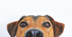 A dog's eyes up close 